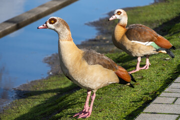  Nilgänse