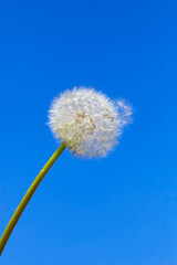Beautiful close up of a dandelion in spring.