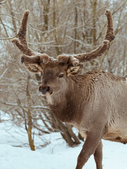 A single adult noble red deer with big beautiful antlers in a snow-covered forest.