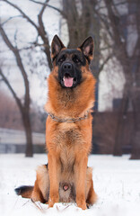 shepherd dog sitting in the park in winter