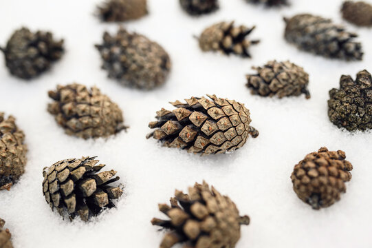 Pine cones on white snow. Winter fir cone on a blurry background