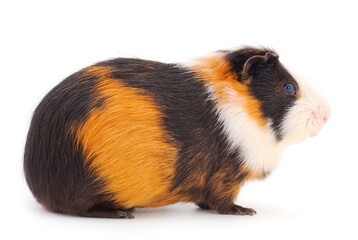 Guinea pig isolated.