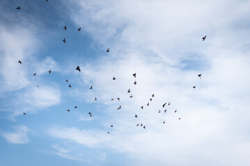 Crowds of pigeons flutter in the sky with the clouds in the background.