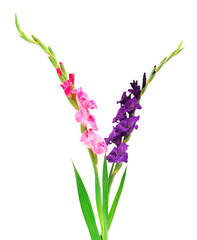 Beautiful gladiolus flower. Blank of congratulatory card.