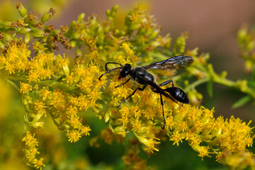 Schwarze Grabwespe auf einer Goldrutenblüte