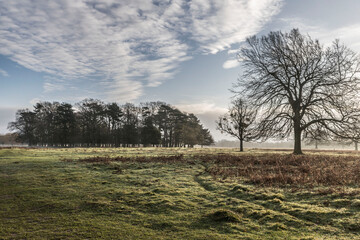 February morning Bushy Park