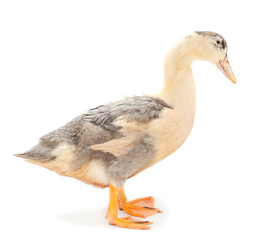 Young cute duck.