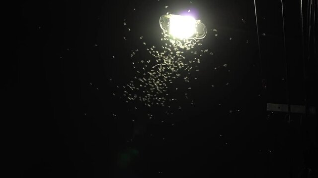 Moths fly around the street lights at night.
