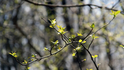 Frühling im Wald, Knospen am Ahorn im Sonnenschein