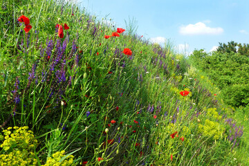 
Various colorful wild flowers in spring
