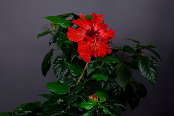 Branch of hibiscus rosa sinensis tree with red flowers on a gray background.