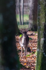 view of deers in forest
