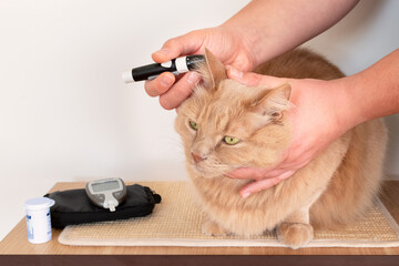 Cat's owner while measuring the blood sugar values of his feline. Cats and diabetes concept....
