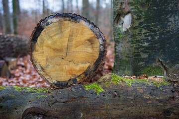 Timber harvest in the forest - obrazy, fototapety, plakaty