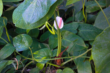 White lily spathiphyllum flower close-up among the green foliage of tropical palms. Home and garden plant care.