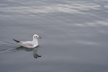 Seagull on the water.
