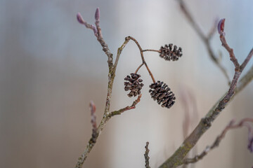 branch of a alder tree with seed cones