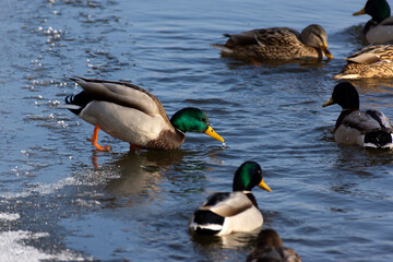 Birds and animals in wildlife concept. Amazing mallard duck swims in lake or river with blue water under sunlight landscape. Closeup perspective of funny duck.