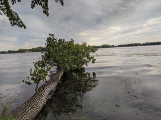 tree on the shore