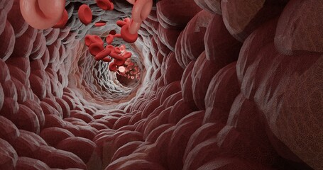 Blood flow, RBCs in 3d animation