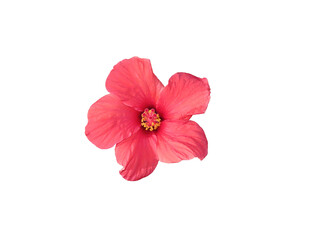 Beautiful red hibiscus flower isolated on white background close-up. The photo can be used as a banner for advertising. There is room for text. 