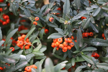 holly berries in autumn