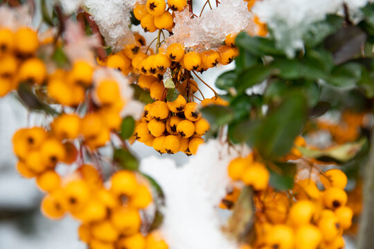 Yellow berries under the snow. Scarlet firethorn (Pyracantha coccinea). Yellow scarlet firethorn berries in nature. Selective focus. Winter time.