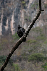 Cañon del Sumidero
