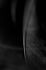 Close up detail of a black feather