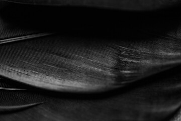 Close up detail of a black feather
