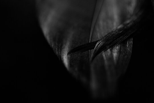 Close up detail of a black feather
