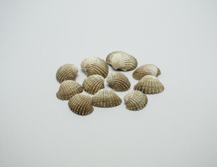 Thai cockles shells upside down on a white background.