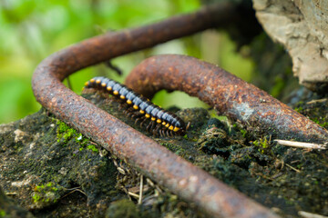 macro of a worm