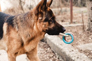 Funny purebred German shepherd dog plays with rubber toy in the yard on the street.