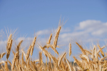 Fototapeta premium Rye field in a hot summer day, close up. Space for text. Natural summery background.