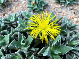 Selective focus view of a yellow flower of Faucaria Tigrina, a beautiful succulent plant from Africa