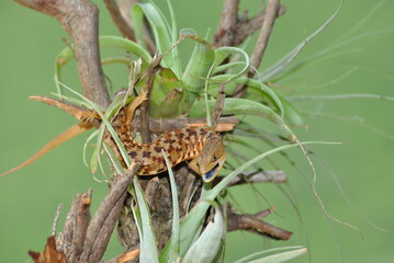 lagartija