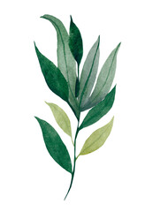Realistic botanical watercolor foliage. Hand drawn watercolor illustrations