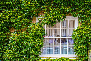 Window  in ivy covered rustic wall with mens underwear hanging in it to dry - University Town