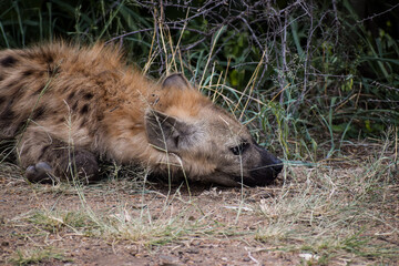Close-up of a Spotted hyena cub (Crocuta crocuta) laying on the grass in Kruger National Park, South Africa.