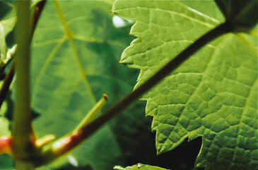 leaf with water drops