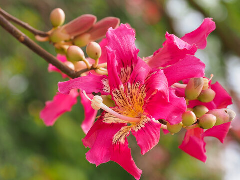 Bright blossom and buds of silk floss tree or Ceiba speciosa, close up. Hibiscus-shape flowers are creamy-whitish in the center and pink towards the tips. Chorisia speciosa of the family Malvaceae.