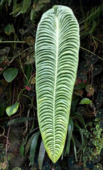 Selectively focus on the Anthurium veitchii ( a giant leaf ) in cloud forest Singapore
