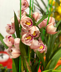 blooming cymbidium (boat orchids) in the nursery