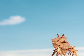 Fototapeta premium Conch shell of the genus Murex photographed at sunset with the blue sky in the background