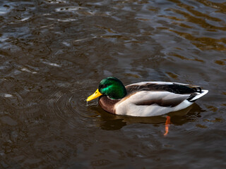 Fototapeta premium kaczor