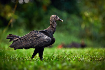 Black Vulture, Coragyps atratus, sitting in the green vegetation. Vulture in nature habitat. Big black scavenge. Wildlife scene from Costa Rica.