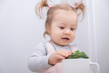 Fototapeta premium funny little girl carefully touches succulent in pot.