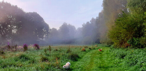 Foggy morning over a field