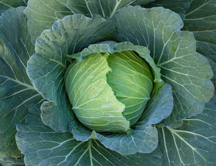Obraz premium Close up green fresh cabbage maturing heads growing in the farm field